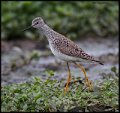 _6SB0045 lesser yellowlegs